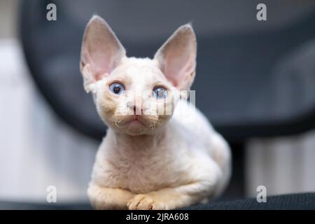 Das kleine weiße Kätzchen Devon Rex sitzt auf einem Stuhl und blickt mit großen blauen Augen nach vorne Stockfoto
