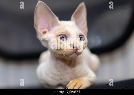 Kleine niedliche devon rex Kätzchen, die zur Seite schauen Stockfoto