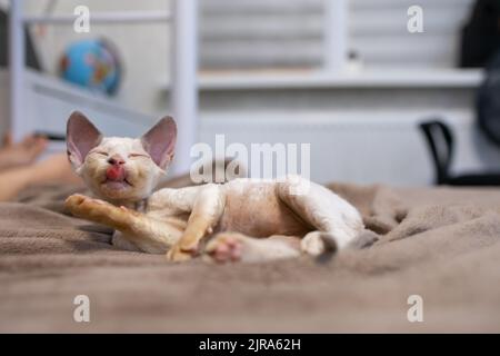 Lustige Devon Rex Kätzchen liegt auf der Couch leckt seine Pfote Stockfoto