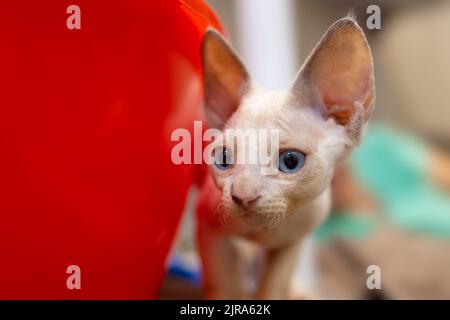 Nahaufnahme der Schnauze eines kleinen Kätzchens der Devon Rex-Rasse A, das herausschaut Stockfoto