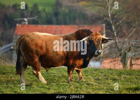 Chanaleilles (Südfrankreich): Aubrac-Bulle mit einem Ring auf einem Feld. Profil Stockfoto