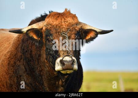 Chanaleilles (Südfrankreich): Aubrac-Bulle mit einem Ring auf einem Feld. Hochformat, dreiviertel lang Stockfoto