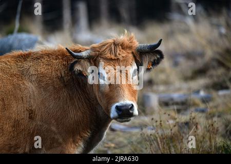 Département Haute-Loire (Südmittelfrankreich): Aubrac-Kuh im Unterholz, Dreiviertelansicht Stockfoto