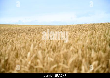 Weizenfelder Stockfoto