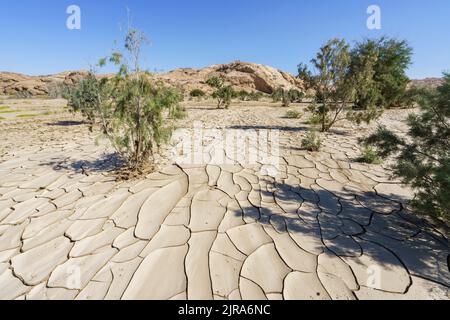 Symbolisches Bild, Hoffnung, Umwelt, Klimawandel, Grüne Pflanzen wachsen in trockenen Flussbett Mustern. Swakop River, Namibia, Afrika Stockfoto