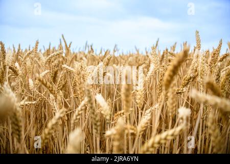 Weizenfelder Stockfoto