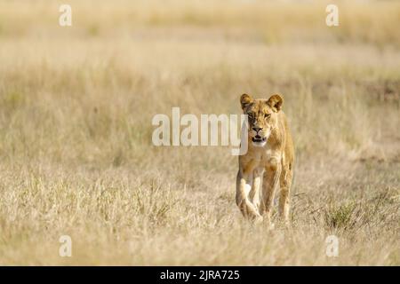 Löwin, die auf die Kamera zugeht, Platz kopieren. Chobe National Park, Botswana Stockfoto