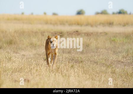 Löwin, die auf die Kamera zugeht, Platz kopieren. Chobe National Park, Botswana Stockfoto