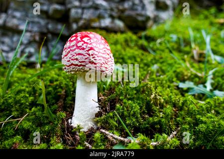 Rot und weiß giftig, giftig und gefährlich Amanita muscaria fliegen Agarpilze auf dem Boden eines grünen Herbstwaldes inmitten von Moos in einem grünen Wald Stockfoto