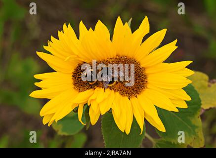 Sonnenblumen- oder Zwillingssonnenblumen 'Helianthus annuus' mit zwei bestäubenden Bienen. Mutation des Blütenkopfes. Insekten sammeln Pollen. Dublin, Irland Stockfoto