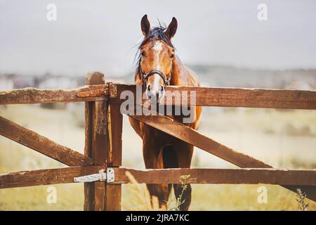 An einem strahlenden Sommertag steht auf einer Farm ein schönes Lorbeerpferd hinter einem alten Holzzaun eines Fahrerlagers. Landwirtschaft und Viehzucht. Pferdepflege. Stockfoto