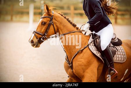 Porträt eines schönen Sauerampfpferdes mit einer geflochtenen Mähne und einem Reiter im Sattel, der an einem Sommertag schnell durch die Arena galoppiert. Reiten Stockfoto