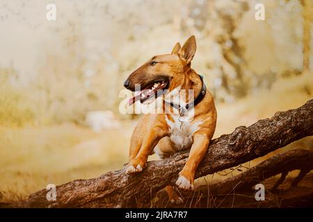 Der süße fröhliche Ingwer-Bulle Terrier steht an einem sonnigen Sommertag auf einer alten großen Baumwurzel im Park und hält seine Zunge aus seinem Mund. Ein Spaziergang Stockfoto
