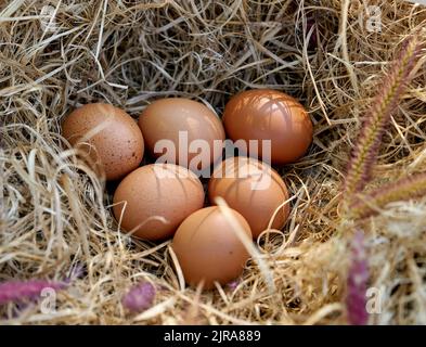 Frische Freilandeier in einem Hühnernest. Stockfoto