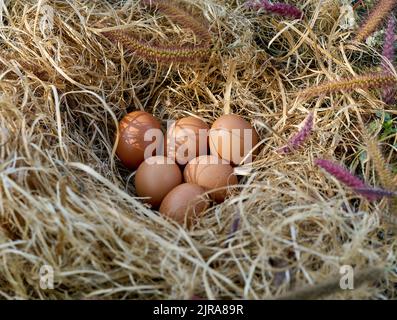 Frische Freilandeier in einem Hühnernest. Stockfoto