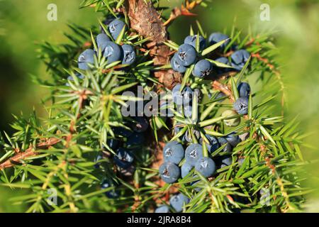 Wacholderbeeren auf dem Baum, frische aromatische Früchte, der Hauptbestandteil des Gin Drinks Stockfoto