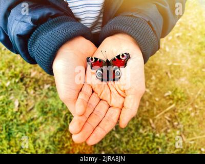 Farbenfroher Schmetterling in Kinderhände, Nahaufnahme. Europäischer Pfauenschmetterling, Inachis io. Draufsicht, selektiver Fokus. Grüner Rasen Rasen verschwommen Hintergrund Stockfoto