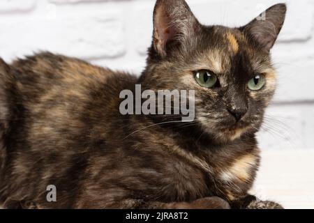 Porträt von niedlichen Hausschildkröte Katze mit gelben Augen weg auf weißem Hintergrund schauen. Stockfoto