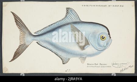 Brama brama (NZ) - Rays Brasse, 1872, von Frank Edward Clarke. Stockfoto