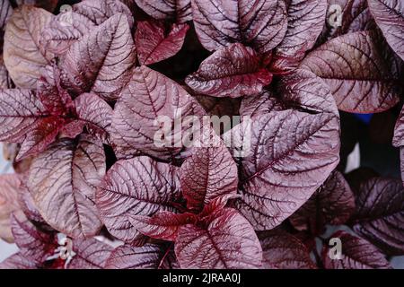 Roter Spinat frische Amaranth-Blätter wachsen im Topf, selektiver Fokus Stockfoto