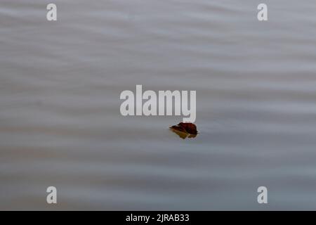 Nahaufnahme eines toten Blattes, das in den See gefallen ist Stockfoto