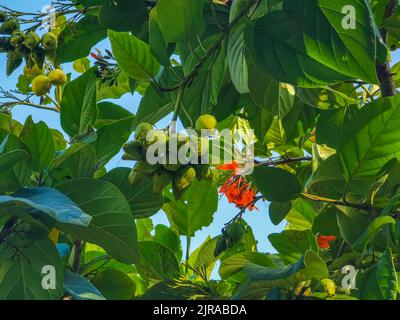 Kou Cordia subcordata blühender Baum mit orangen Blumen Strand cordia Meertrompete mit grünen Blättern und blauem Himmel Hintergrund in Playa del Carmen Mexiko Stockfoto