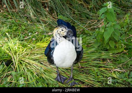 Der Blick aus der Höhe einer knopfschnabeligen Ente im Gras unter dem Sonnenlicht Stockfoto