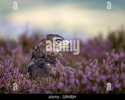 Porträt eines gemeinen Bussarden, der in violett blühender Heide sitzt Stockfoto