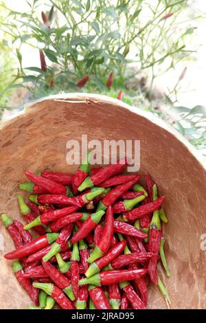 Kleine rote Chilischoten auf einem Holzteller vor dem Hintergrund wachsender Chilischoten-Büsche. Ernte. Gesunde Ernährung. Würzige Gerichte. Stockfoto