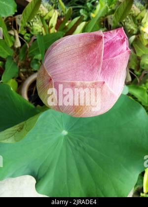 Die rosa Knospe einer Lotusblume zwischen grünen Blättern. Vertikales Foto. Das Konzept von Schönheit, asiatischer Kultur, Reinheit und Unschuld. Stockfoto