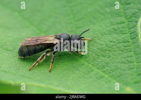 Detailreiche Nahaufnahme einer kleinen, blauäugigen mediterranen Zimmermannsbiene, Ceratina-Chalcites, die auf einem grünen Blatt sitzen Stockfoto