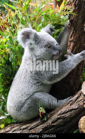 Eine vertikale Aufnahme eines entzückenden Koala auf dem Boden, der einen Baumstamm im Wald hält Stockfoto