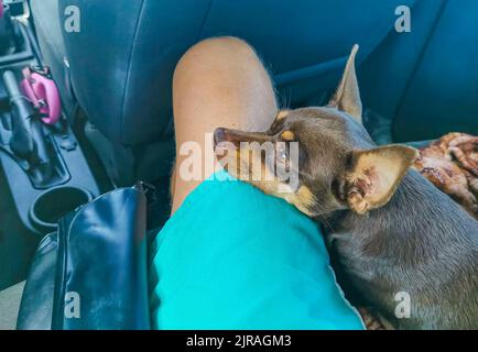 Mexikanischer brauner russischer Spielzeug-Terrier-Hund, während er müde ist und im Auto in Cancun Quintana Roo Mexiko schläft. Stockfoto