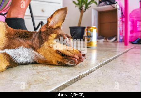 Porträt eines mexikanischen braunen russischen Toy Terrier Hundes, während er müde ist und in Playa del Carmen, Mexiko, schläft. Stockfoto