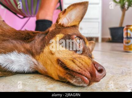 Porträt eines mexikanischen braunen russischen Toy Terrier Hundes, während er müde ist und in Playa del Carmen, Mexiko, schläft. Stockfoto