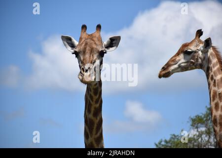 Bild von zwei Giraffen, einer frontalen und einer seitlichen Profilansicht, die zwei sehr unterschiedlich aussehende Gesichter zeigt. Stockfoto