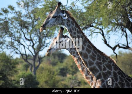 Giraffen gehen in die gleiche Richtung, ihre Haltung zeigt Vorwärtsbewegung mit starker Absicht, dicht beieinander, ein Gesicht über dem anderen. Stockfoto