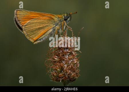 Orangefarbener Schmetterling auf grünem Hintergrund Stockfoto