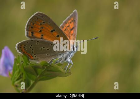 Orangefarbener Schmetterling auf grünem Hintergrund Stockfoto