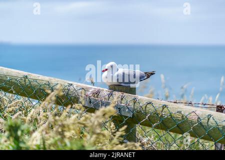 Eine entzückende, mollige Möwe, die auf einem Holzpfosten in einem sonnigen Park in der Nähe des Meeres sitzt und sich entspannt Stockfoto