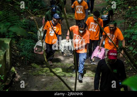 Yogyakarta, Indonesien. 23. August 2022. Die Menschen bereiten sich darauf vor, Javanische Stachelschweine im Mount Merapi National Park im Sleman-Distrikt von Yogyakarta, Indonesien, freizulassen, 23. August 2022. Quelle: Agung Supriyanto/Xinhua/Alamy Live News Stockfoto