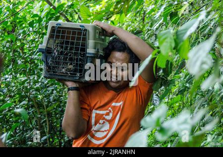 Yogyakarta, Indonesien. 23. August 2022. Ein Mann bereitet sich auf die Freilassung eines Javanischen Stachelschweines im Mount Merapi Nationalpark im Sleman Bezirk von Yogyakarta, Indonesien, vor, 23. August 2022. Quelle: Agung Supriyanto/Xinhua/Alamy Live News Stockfoto