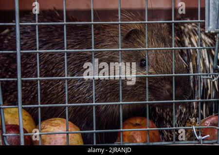 Yogyakarta, Indonesien. 23. August 2022. Ein Javanerporcupine wird gesehen, bevor es in den Mount Merapi Nationalpark im Sleman Bezirk von Yogyakarta, Indonesien, am 23. August 2022 entlassen wird. Quelle: Agung Supriyanto/Xinhua/Alamy Live News Stockfoto