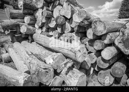 Eine schwarz-weiße Aufnahme eines Stapels gesägtes Fichtenholz in einem Wald im Sonnenlicht Stockfoto