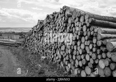 Eine schwarz-weiße Aufnahme eines Stapels gesägtes Fichtenholz in einem Wald im Sonnenlicht Stockfoto