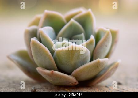 Schöne weiche Pastellfarben Sukkulenten Fotografie für Hintergrundbilder oder Fine Art Drucke Stockfoto
