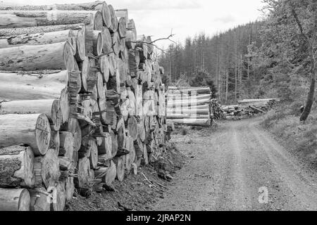 Eine schwarz-weiße Aufnahme eines Stapels gesägtes Fichtenholz in einem Wald im Sonnenlicht Stockfoto