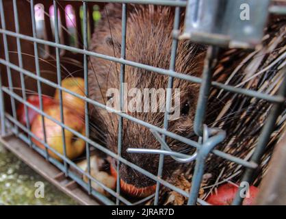 Yogyakarta, Indonesien. 23. August 2022. Ein Javanerporcupine (Hystrix Javanica) auf einem Käfig, bevor es am 23. August 2022 im Tlogo Nirmolo Forest des Mount Merapi National Park (TNGM) in Yogyakarta, Indonesien, in die Wildnis entlassen wurde. Das Javanische Stachelschwein ist ein endemisches Tier in Indonesien und ist gesetzlich geschützt. (Foto von Freedy Tungga/INA Photo Agency/Sipa USA) Quelle: SIPA USA/Alamy Live News Stockfoto