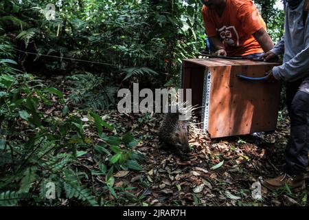 Yogyakarta, Indonesien. 23. August 2022. Beamte des Wildlife Rescue Center (WRC) ließen das Javanische Stachelschwein (Hystrix Javanica) am 23. August 2022 im Tlogo Nirmolo Forest des Mount Merapi National Park (TNGM) in Yogyakarta, Indonesien, in die Wildnis entlassen. Das Javanische Stachelschwein ist ein endemisches Tier in Indonesien und ist gesetzlich geschützt. (Foto von Freedy Tungga/INA Photo Agency/Sipa USA) Quelle: SIPA USA/Alamy Live News Stockfoto