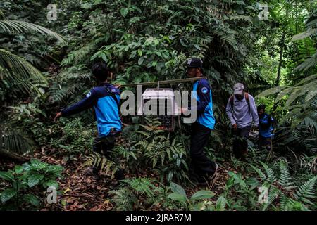 Yogyakarta, Indonesien. 23. August 2022. Beamte des Wildlife Rescue Center (WRC) tragen das Javanische Stachelschwein (Hystrix Javanica) am 23. August 2022 in einem Käfig zur freien Verfügung im Tlogo Nirmolo Forest des Mount Merapi National Park (TNGM) in Yogyakarta, Indonesien. Das Javanische Stachelschwein ist ein endemisches Tier in Indonesien und ist gesetzlich geschützt. (Foto von Freedy Tungga/INA Photo Agency/Sipa USA) Quelle: SIPA USA/Alamy Live News Stockfoto